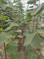 Paulownia tomentosa Kiri, Jardin & Terrasse, Plantes | Arbres, Enlèvement