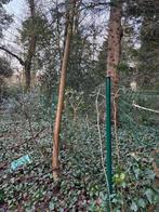 50 m tuingaas met palen, Enlèvement, Utilisé, Fer, Clôture en treillis métallique