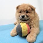 Chow Chow (reutjes) Belgische pups te koop, Dieren en Toebehoren, België, CDV (hondenziekte), 8 tot 15 weken, Meerdere