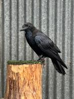 Europese raaf (Corvus corax), Dieren en Toebehoren, Vogels | Overige Vogels, Mannelijk, Wildzangvogel, Geringd