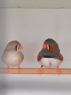 Zebravinken, Dieren en Toebehoren, Vogels | Overige Vogels