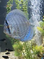 Discus vis, Dieren en Toebehoren, Vissen | Aquariumvissen, Vis