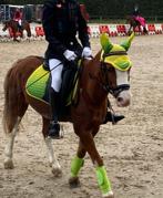 A pony zoekt ruiter, Dieren en Toebehoren, Pony's, Merrie