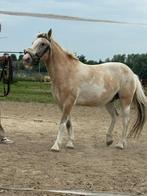 Leuke B-pony te koop, Dieren en Toebehoren, Pony's, B, Ruin, 7 tot 10 jaar, B pony (1.17m tot 1.27m)