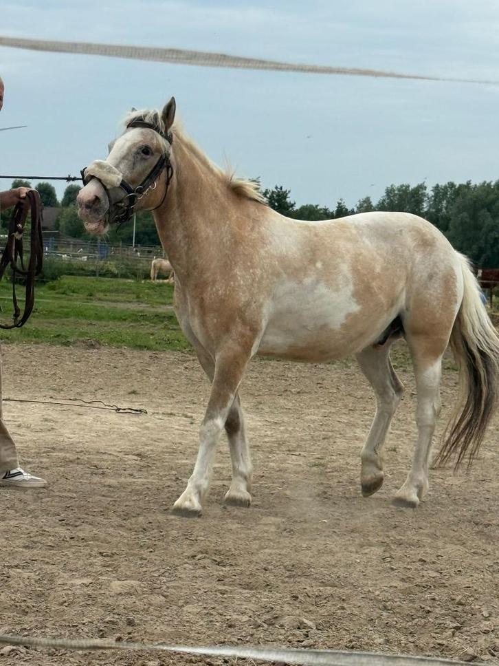 Leuke B-pony te koop, Dieren en Toebehoren, Pony's, Ruin, B, B pony (1.17m tot 1.27m), Recreatiepony, 7 tot 10 jaar, Ontwormd