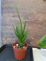 Sanseveria francisii nr 32, Ophalen