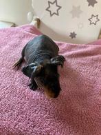 Lief tam skinny cavia zeugje, Dieren en Toebehoren, Knaagdieren, Cavia, Vrouwelijk, Tam, September