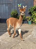 Alpaca hengst met stamboom, Dieren en Toebehoren, Hengst