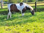 Mooie bonte Quartermix Hengst, Dieren en Toebehoren, Paarden en Pony's | Dekhengsten en Fokmerries, Hengst