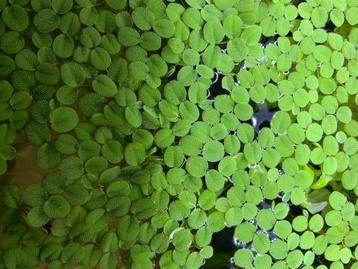 Salvinia Minima drijfplant voor aquarium beschikbaar voor biedingen