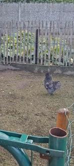 Gratis zijdehoen haan