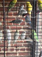 Grasparkieten te koop, Dieren en Toebehoren, Meerdere dieren, Parkiet