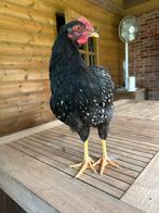 barnevelder haan, Dieren en Toebehoren, Mannelijk, Kip