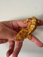 Wimpergekko gekko vrouw 13 cm 1,5 jaar oud