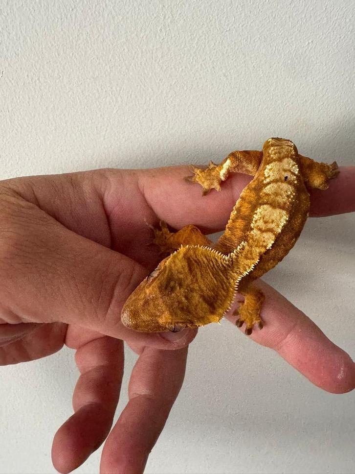 Wimpergekko gekko vrouw 13 cm 1,5 jaar oud, Dieren en Toebehoren, Reptielen en Amfibieën