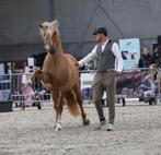 Lessen VRIJHEIDSDRESSUUR & GRONDWERK, Dieren en Toebehoren, Paarden