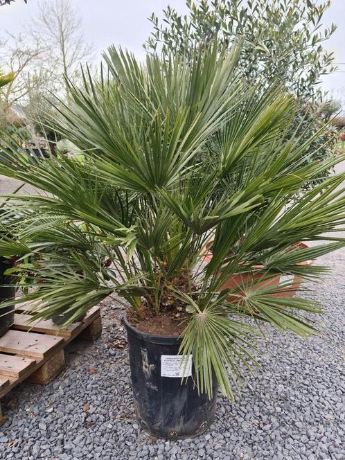 Europese dwergpalm - Chamaerops Humilis, Tuin en Terras, Planten | Tuinplanten, Ophalen