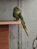 Malabar parkiet man met dna papieren 2025, Dieren en Toebehoren, Vogels | Parkieten en Papegaaien, Parkiet