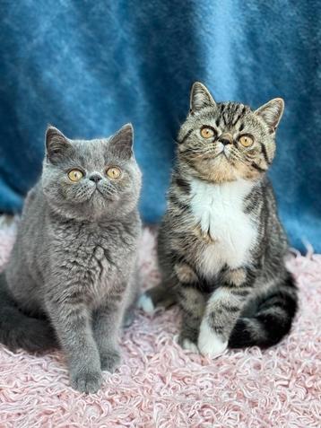 POIL COURT EXOTIQUE, Plusieurs animaux, Vermifugé, 0 à 2 ans