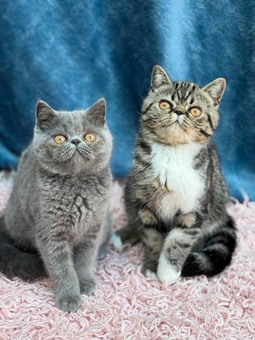 EXOTIC KORTHAAR, Dieren en Toebehoren, Katten en Kittens | Raskatten | Korthaar, Meerdere dieren, 0 tot 2 jaar, Met stamboom, Gechipt