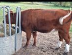 Rood van West-Vlaanderen Vaars, Dieren en Toebehoren, Vrouwelijk, 0 tot 2 jaar