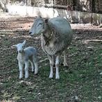 easy care brebis avec agneau femelle, Animaux & Accessoires, Femelle, Mouton, 0 à 2 ans