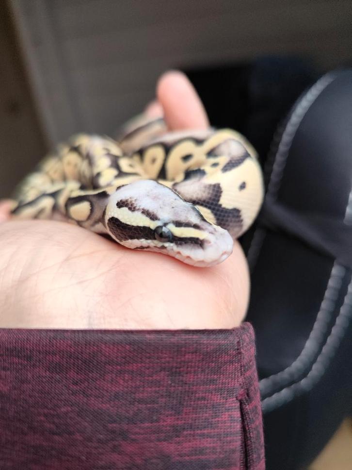 0.1 Super pastel DG - Python regius, Dieren en Toebehoren, Reptielen en Amfibieën, Slang, 0 tot 2 jaar, Tam