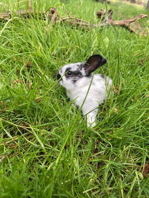 Konijntjes, Dieren en Toebehoren, Konijnen, Middelgroot, Meerdere dieren, 0 tot 2 jaar, Hangoor