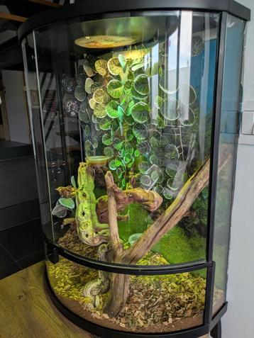 A vendre terrarium avec gecko gargouille femelle, Animaux & Accessoires, Enlèvement, Terrarium ou Paludarium