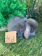 Nederlands hangoor/minilop, Dieren en Toebehoren, Konijnen, Hangoor