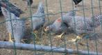 Amrock hennen, Dieren en Toebehoren, Pluimvee