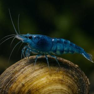 Blue velvet garnaaltjes beschikbaar voor biedingen