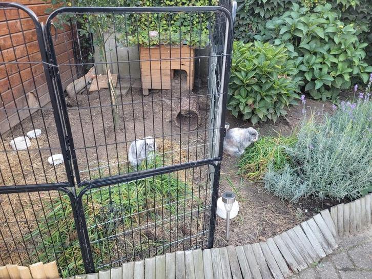 Konijnenhok 60x60 met schuilhokjes en ren zeer degelijk, Animaux & Accessoires, Rongeurs & Lapins | Cages & Clapiers, Utilisé