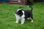 Border collie puppies geboren op boerderij, Animaux & Accessoires, Parvovirose, Particulier, Plusieurs, Belgique
