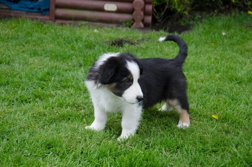 Border collie puppies geboren op boerderij, Dieren en Toebehoren, Honden | Herdershonden en Veedrijvers, Meerdere dieren, Collie