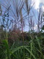 Siergras (prachtriet), Ophalen, Vaste plant, Siergrassen, Halfschaduw