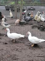 Koppel witte barberie eenden, Dieren en Toebehoren, Meerdere dieren, Eend