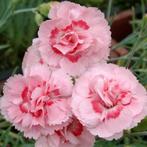 Dianthus en Echinacea, Ophalen of Verzenden, Vaste plant