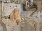 jeunes oiseaux mandarin, Dieren en Toebehoren, Vogels | Overige Vogels, Meerdere dieren, Tropenvogel, Tam