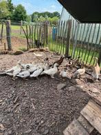 Hollandse kwakkers, Meerdere dieren, Eend