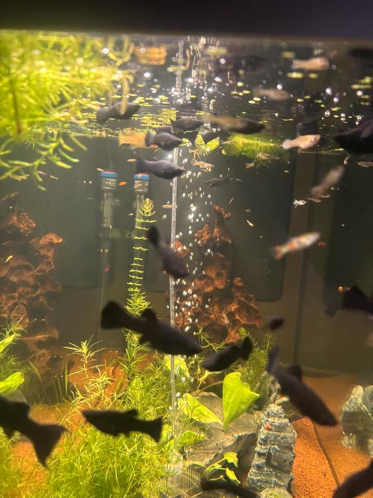 Black molly’s, Dieren en Toebehoren, Vissen | Aquariumvissen, Zoetwatervis, Vis