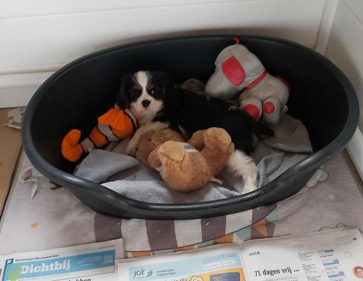 Superbes chiots Cavalier King Charles de parents testés, Animaux & Accessoires, Chiens | Retrievers, Épagneuls & Chiens d'eau