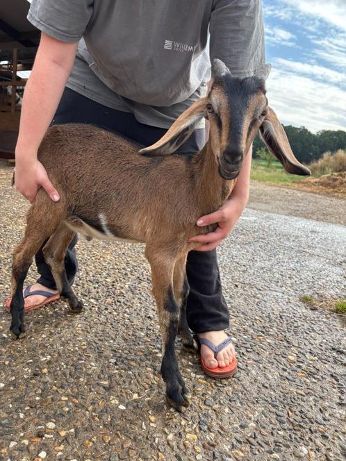 handtamme lieve bokjes te koop (kruising Nubisch en Saanen), Dieren en Toebehoren, Schapen, Geiten en Varkens, Geit, Mannelijk