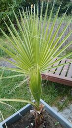 Palm in pot., Ophalen