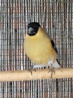 Gele goudvinkman 2023, Animaux & Accessoires, Oiseaux | Oiseaux Autre, Mâle, Oiseau chanteur sauvage, Bagué