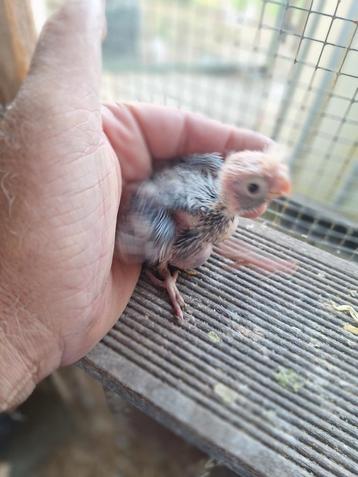 Baby valkparkietjes beschikbaar voor biedingen