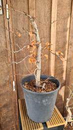Beuk bonsai boompje, Tuin en Terras, Planten | Bomen, Bloeit niet, Halfschaduw, Overige soorten, Minder dan 100 cm