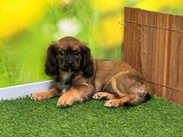 Chiot croisé Cavalier King Charles Spaniel