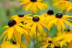 Rudbeckia Goldstrum, Tuin en Terras, Ophalen, Halfschaduw