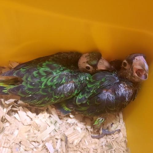 2 baby Jardine-papegaaien., Dieren en Toebehoren, Vogels | Parkieten en Papegaaien, Papegaai, Geslacht onbekend, Tam, Geringd